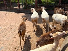 -无锡动物园·太湖欢乐园