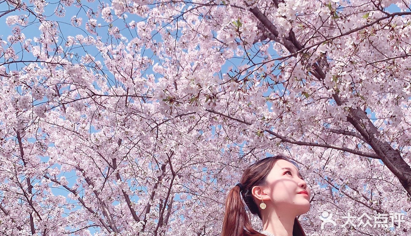 魔都樱花季🌸秒速五厘米的浪漫！