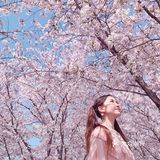 魔都樱花季🌸秒速五厘米的浪漫！