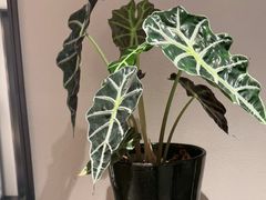 -花锦堂·隐庐
