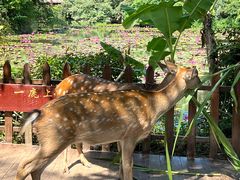 -中国科学院西双版纳热带植物园