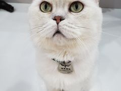 -糯米喵星人·撸猫猫舍咖啡馆(西市场嘉华店)