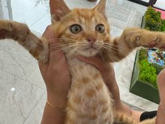 -东日国际动物医院·CT·心脏专科(桃源分院)