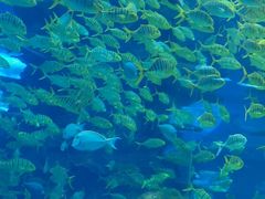 -上海海昌海洋公园