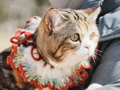 -艾吉宠物医院·疑难杂症转诊中心·猫友好(碧江路院)