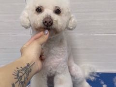 -芭比堂动物医院广州顽皮分院