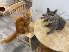 -楼上猫咖(罗湖店)