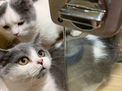 -屋虎猫馆(宝安大仟里店)
