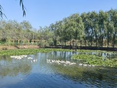 -夏格庄蒜香鸡(建设大街总)