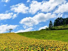 -富田农场