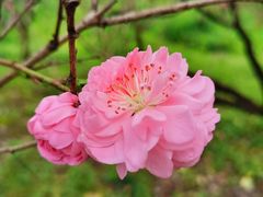 -南汇桃花村