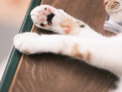 -Again Coffee Roaster(香蜜湖店)