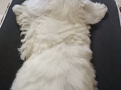 -宠福鑫康馨动物医院·骨科·眼科