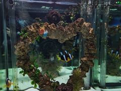 -太平洋海底世界