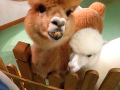 -藦茜花园宠物主题亲子互动体验馆(国顺东路店)