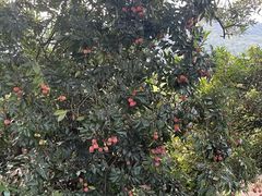 -风云岭森林公园