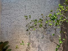 -喜茶(佛山岭南站店)