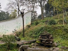 -中国大熊猫保护研究中心雅安碧峰峡基地