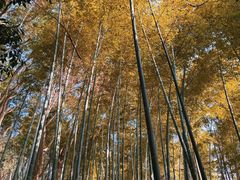 -上海佘山国家森林公园天马山园