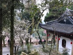 -香雪海