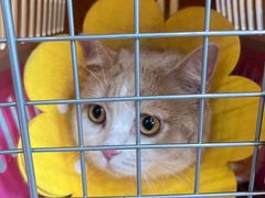 -菲丽丝宠物医院·24小时·猫科中心·免疫点(淮海分院)