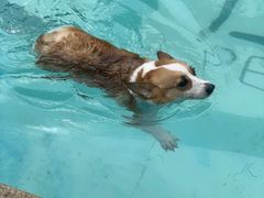 -汪说喵讲宠物乐园宠物酒店(红星美凯龙店)