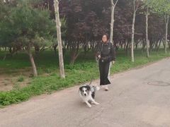 -北京京卫宠物寄养训练中心