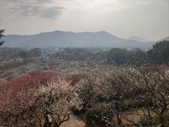 -香雪海