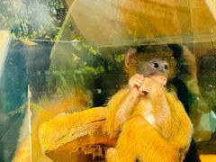 -大连森林动物园