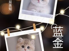-70cat德文卷毛猫·缅因猫纯种猫舍