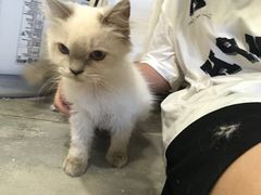 -楼上猫咖(罗湖店)
