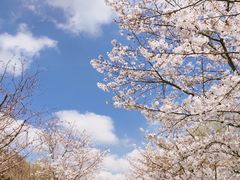 -顾村公园
