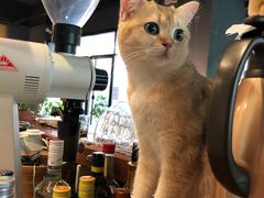 -咖法森林·咖啡  酒吧(天河店)