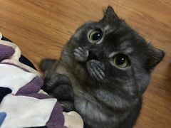-瑞派·关忠动物医院·猫专科·犬专科(三环新城店)