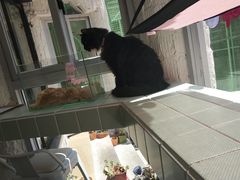 -有猫主题·治愈系猫咖(曾厝垵店)