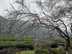-中国茶叶博物馆(双峰馆区)
