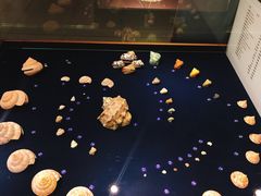 -青岛贝壳博物馆
