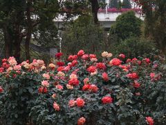 -人民公园(罗湖区)