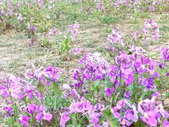 -大兴滨河森林公园