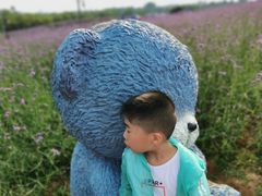 -大塘金香草谷