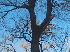 -北京大学燕东园