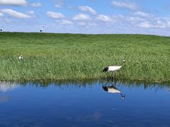 -盐城丹顶鹤湿地生态旅游区