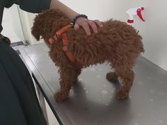 -美联众合动物医院·24h京西诊疗中心