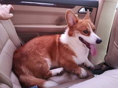 -瑞派旺宝宠物医院·犬猫全科综合·尿道专科(莲兴院)