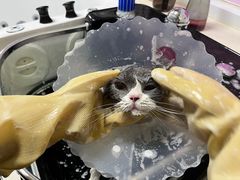 -北京观赏动物医院·24小时大型综合·猫专科·异宠专科