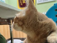 -瑞鹏宠物医院·夜间急症·心超·猫科(祖庙分店)