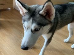 -Husky Go! 哈士奇体验馆·宠物咖啡厅狗咖