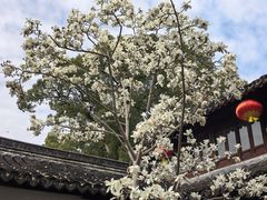 -上海醉白池公园