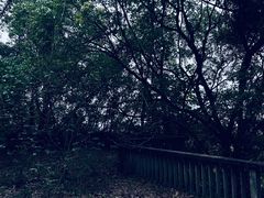 -上海佘山国家森林公园天马山园