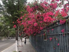 -东莞植物园